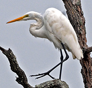 Great Egret